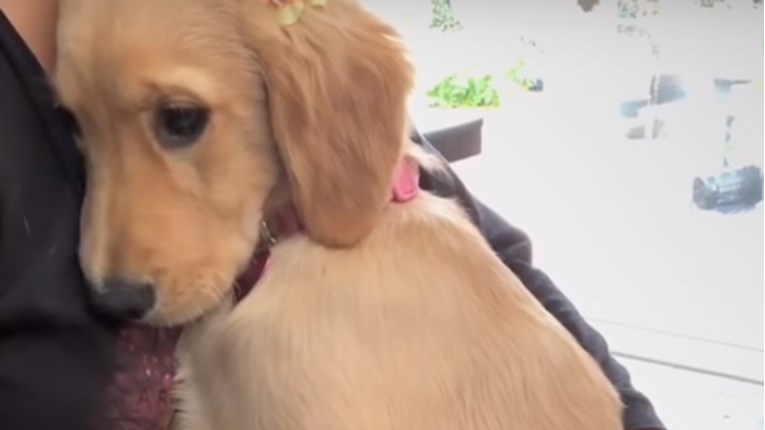 VIDEO Kada čuje jednu pjesmu, ovaj pas postaje prava maza