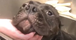 VIDEO Ovaj pas je trebao biti uspavan, ali ga je divna žena spasila