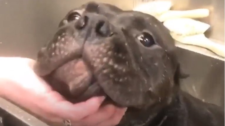 VIDEO Ovaj pas je trebao biti uspavan, ali ga je divna žena spasila