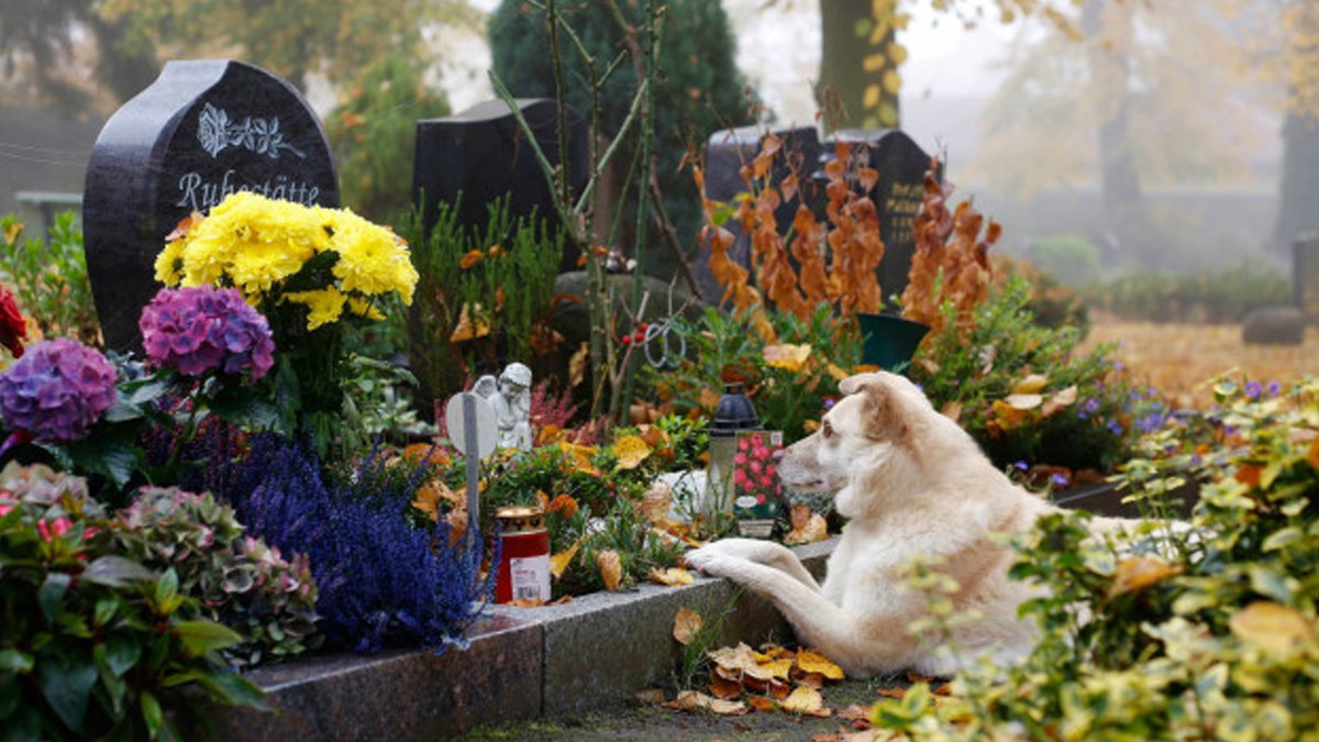 Groblje kućnih ljubimaca: Utjeha i biznis
