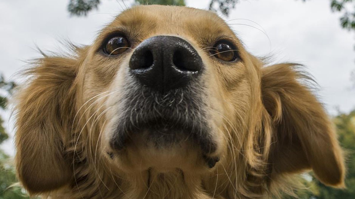 Napuštena kujica je preživljavala moleći za hranu. Spašena je i traži dom