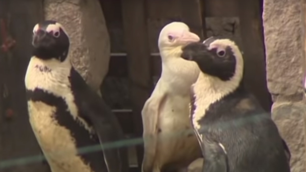 Rijetki albino pingvin prvi put predstavljen javnosti u poljskome ZOO-u