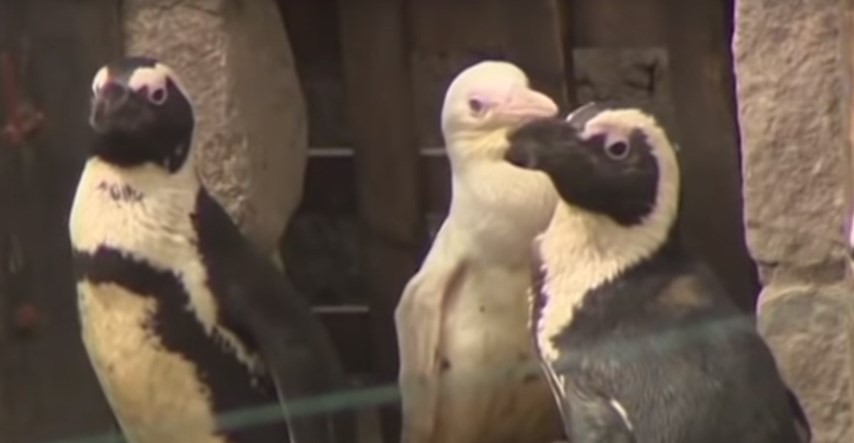 Rijetki albino pingvin prvi put predstavljen javnosti u poljskome Zoo-u