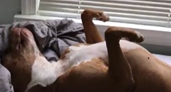 VIDEO Korišten za borbe, ovaj pas je proveo 7 godina na lancu