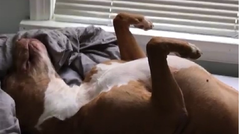 VIDEO Korišten za borbe, ovaj pas je proveo 7 godina na lancu