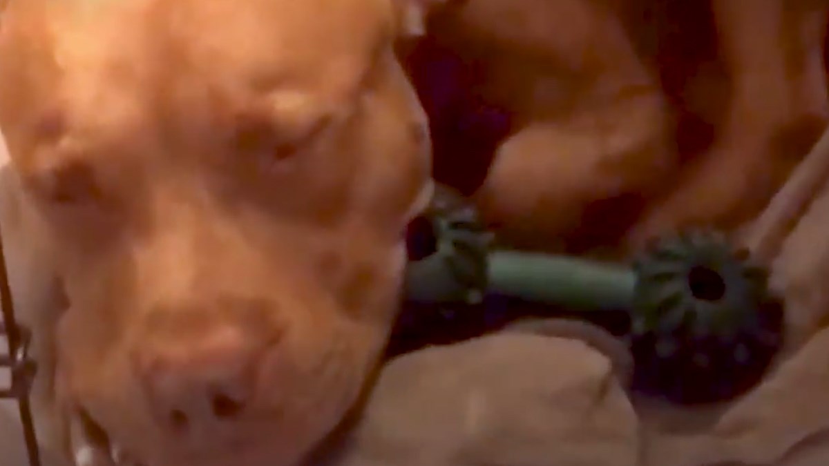 VIDEO Ovaj pas može zaspati samo u posebnim uvjetima