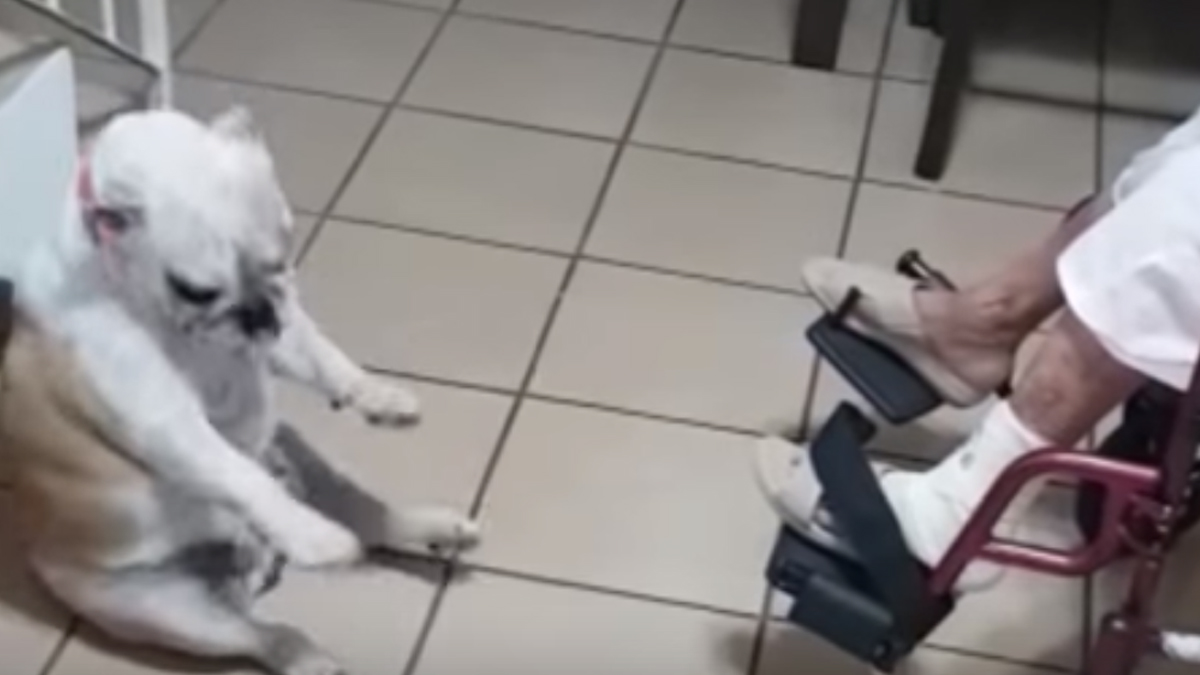 Ovaj pesonja uživa dok mu baka pjeva i ne može odoljeti da ne zapleše