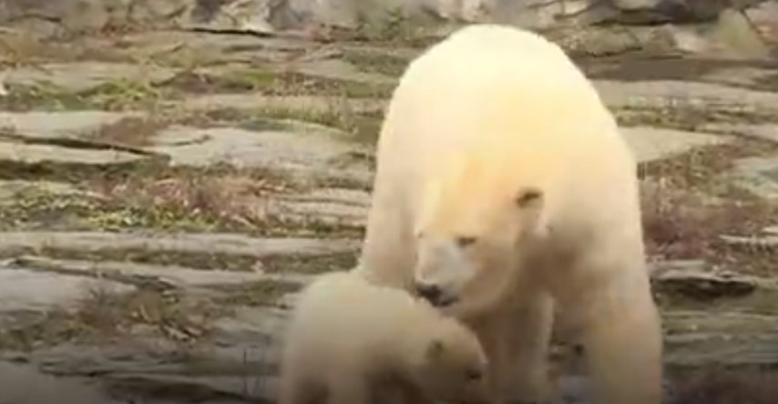 VIDEO Pogledajte polarnog medvjedića koji će vam otopiti srce