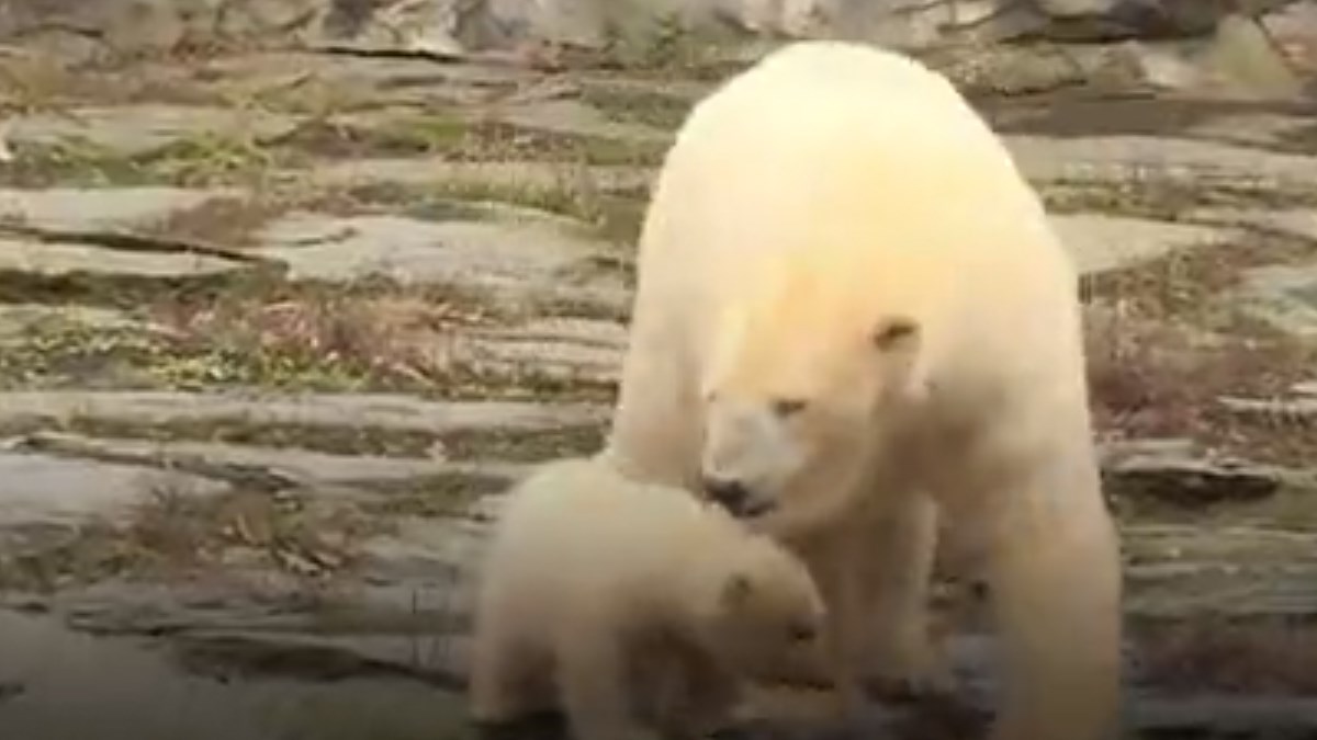 VIDEO Pogledajte polarnog medvjedića koji će vam otopiti srce