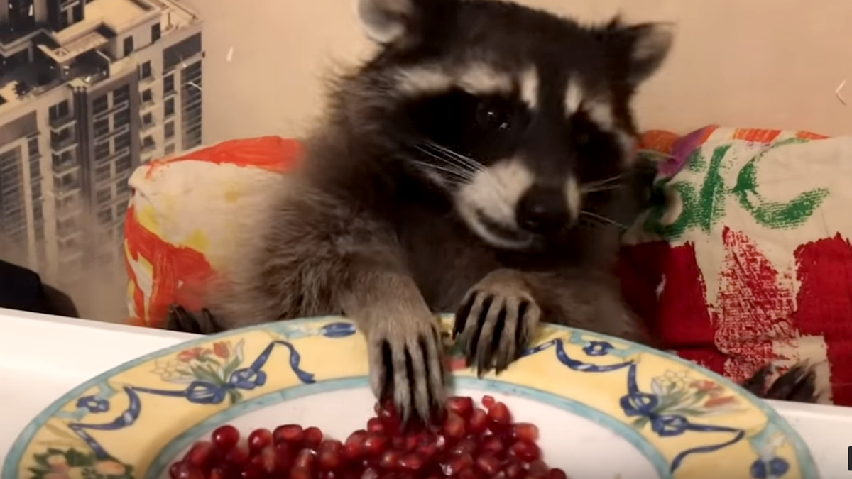 Ovo je najslađi video koji ćete danas vidjeti
