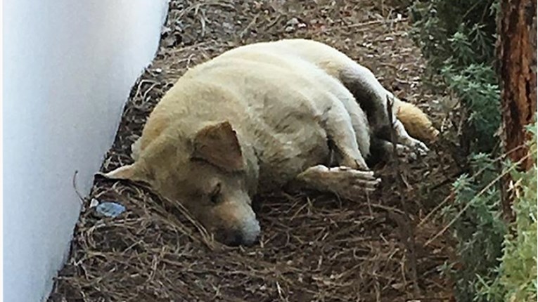 Odselili su se i ostavili svog psa da spava nakon 8 godina u blatu na ulici