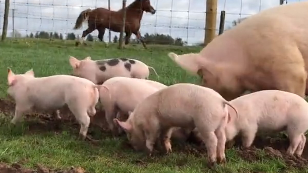 VIDEO Pogledajte kako izgleda sreća - praščići spašeni od sigurne smrti