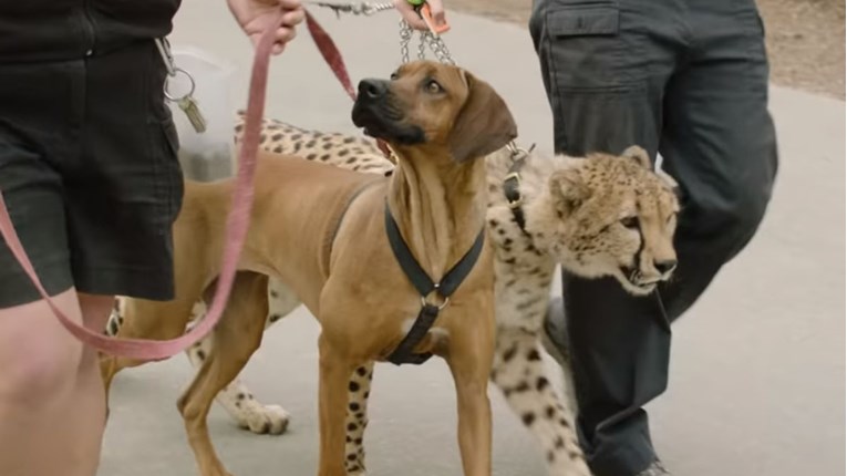 VIDEO Pas i gepard postali nerazdvojni i najbolji prijatelji