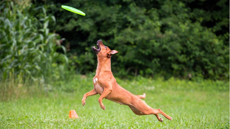 Pridružite se zabavnom natjecanju za pse Frisbee Revolution