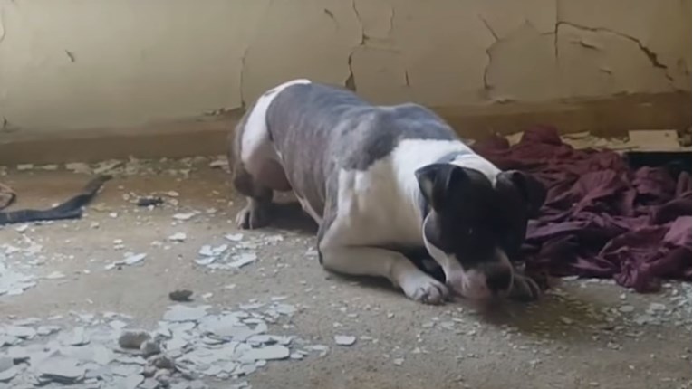 VIDEO Ova pseća obitelj spašena je iz kuće koja se počela urušavati