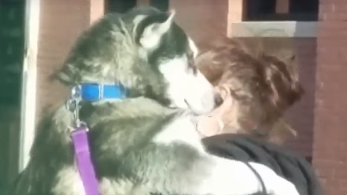 VIDEO Ove životinje obožavaju kad ih se mazi i nevjerojatno su slatke