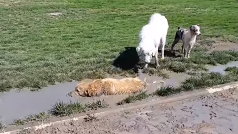 VIDEO Ovi psi se najviše vole zavaljati u blatnu kaljužu