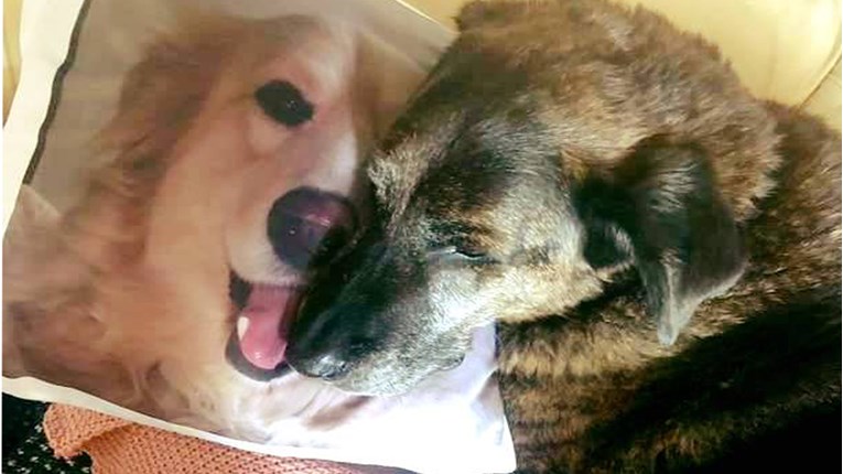 Žalosni pas ne želi prestati maziti jastuk sa slikom brata koji je preminuo