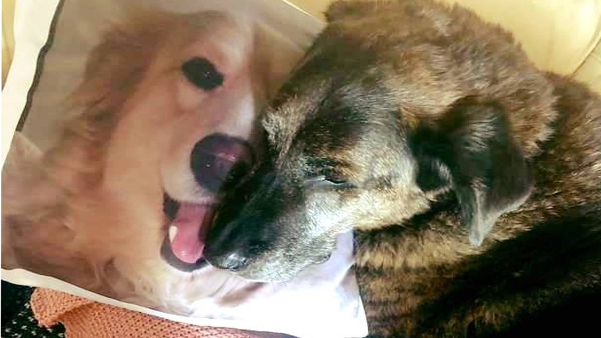 Žalosni pas ne želi prestati maziti jastuk sa slikom brata koji je preminuo