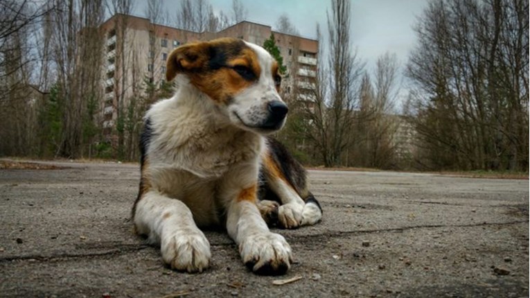 Ovi psi žive kod nuklearne elektrane i po zakonu ne smiju biti spašeni