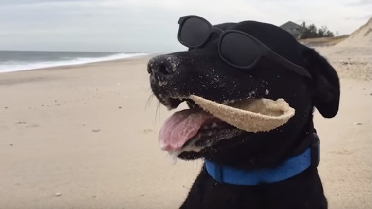Saznajte pravila lijepog ponašanja na psećim plažama
