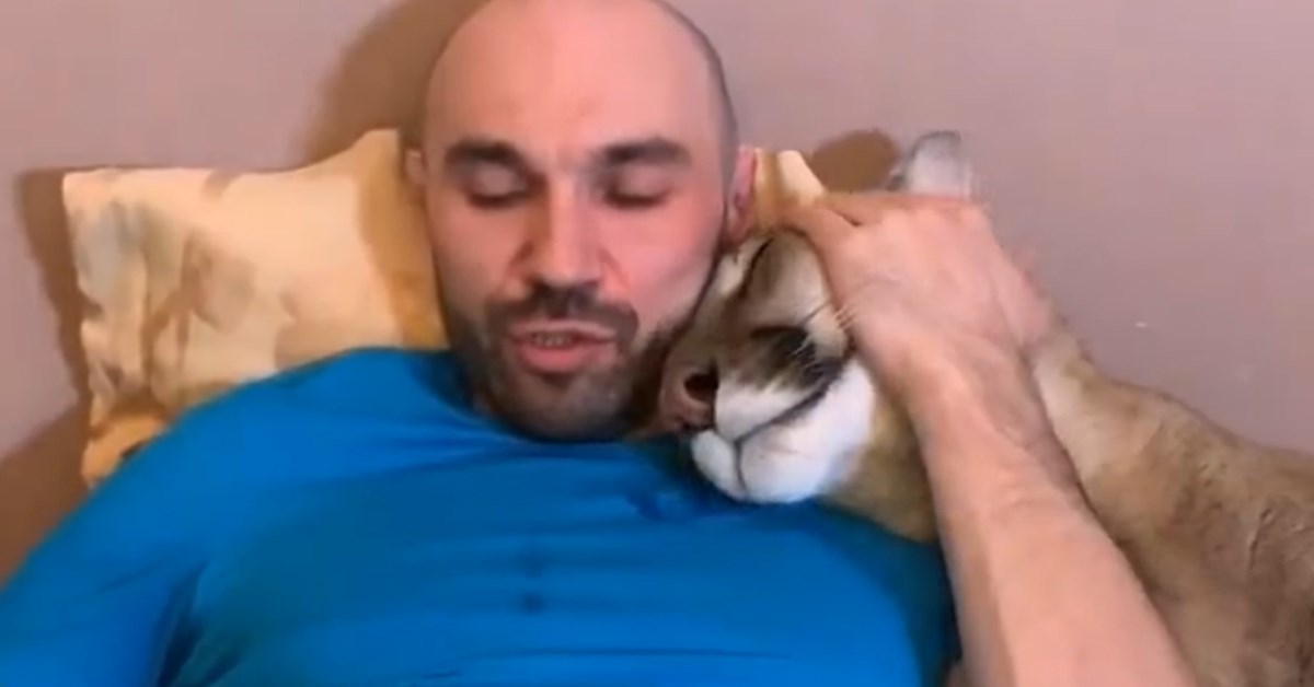 Ova velika maca uživa u maženju sa svojim čovjekom