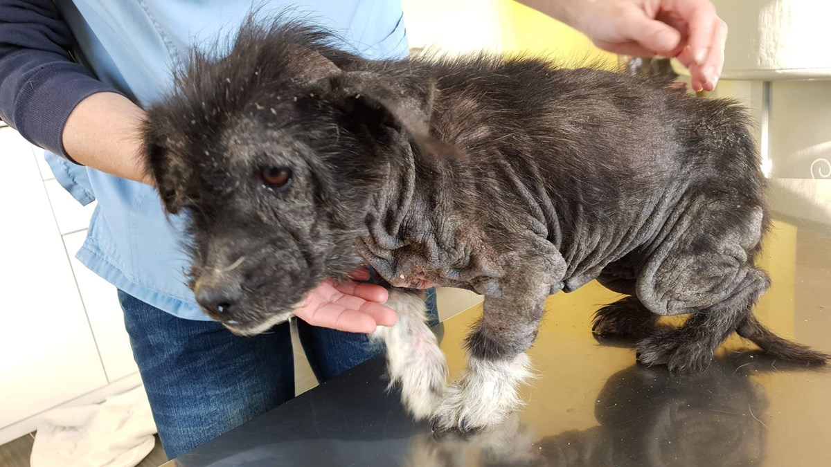 Pupa je pronađena u lošem stanju, njeno liječenje će trajati i treba pomoć