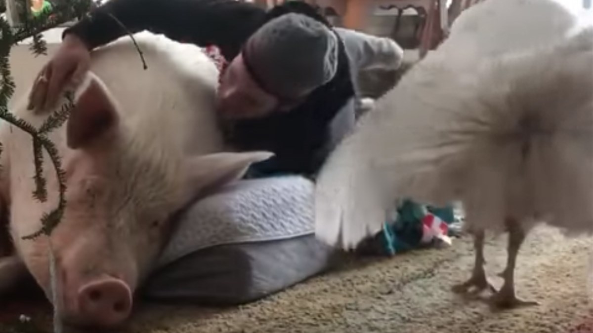 Purica i svinja ne drže se često u kući, ali ove su posebno privržene vlasniku