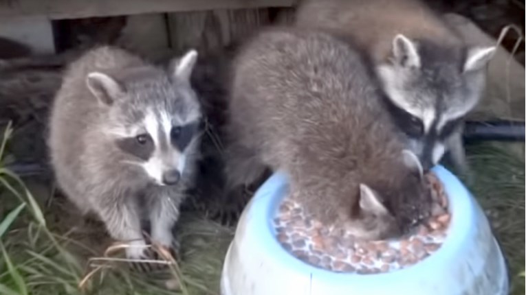 VIDEO Ovi rakuni u jelu uživaju na poseban način