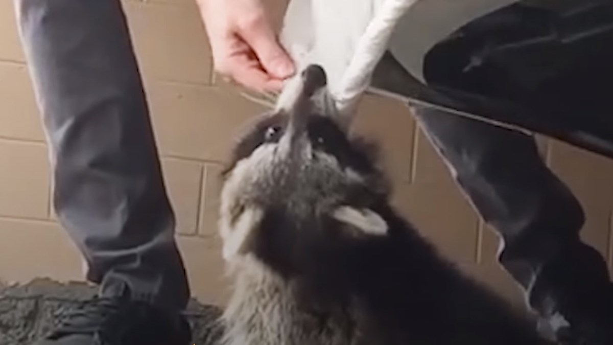 Rakun bi se ugušio da nije naišao hrabar čovjek koji ga je spasio