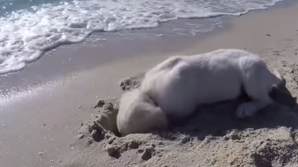VIDEO Mali retriver se silno trudio iskopati rupu u pijesku na plaži