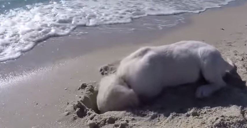 VIDEO Mali retriver se silno trudio iskopati rupu u pijesku na plaži