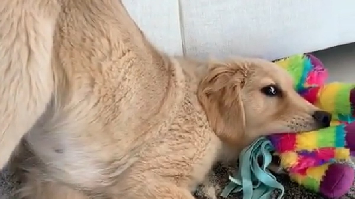 Ovaj slatki pas zabavlja se igračkom u nevjerojatnoj pozi