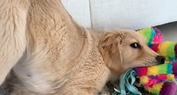 Ovaj slatki pas zabavlja se igračkom u nevjerojatnoj pozi