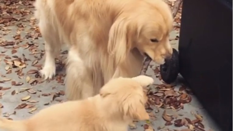 VIDEO Ovaj veliki pas je strpljivo učio štene kako se igrati štapom