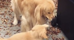 VIDEO Ovaj veliki pas je strpljivo učio štene kako se igrati sa štapom