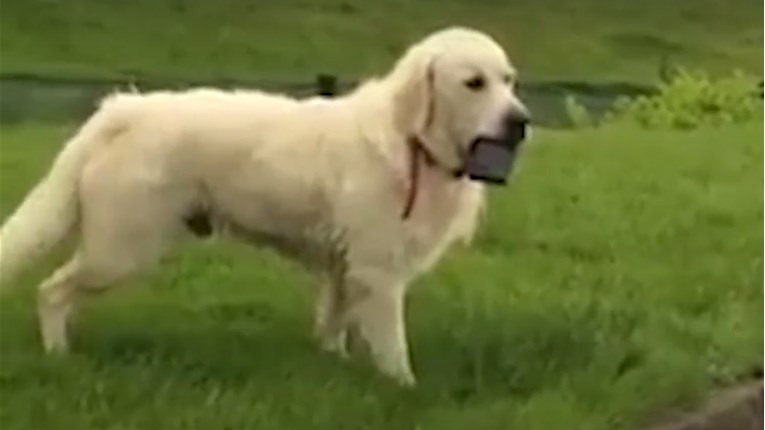 VIDEO Ovaj pas zna kako privući pažnju svog vlasnika