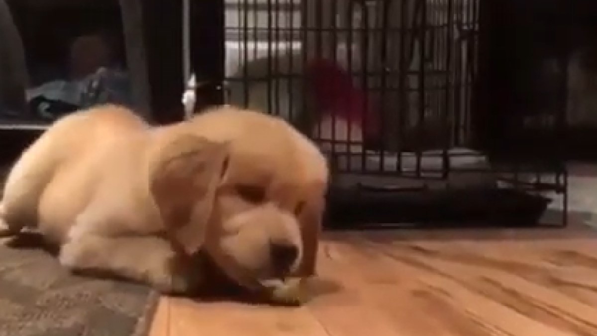 Slatko štene retrivera je prvi puta probao limun. Pogledajte njegovu reakciju