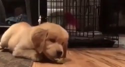 Slatko štene retrivera je prvi puta probao limun. Pogledajte njegovu reakciju