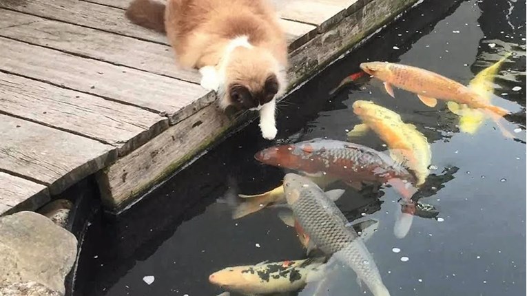 VIDEO Neobično prijateljstvo slatkog mačka i prekrasne ribe