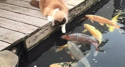 VIDEO Neobično prijateljstvo slatkog mačka i prekrasne ribe