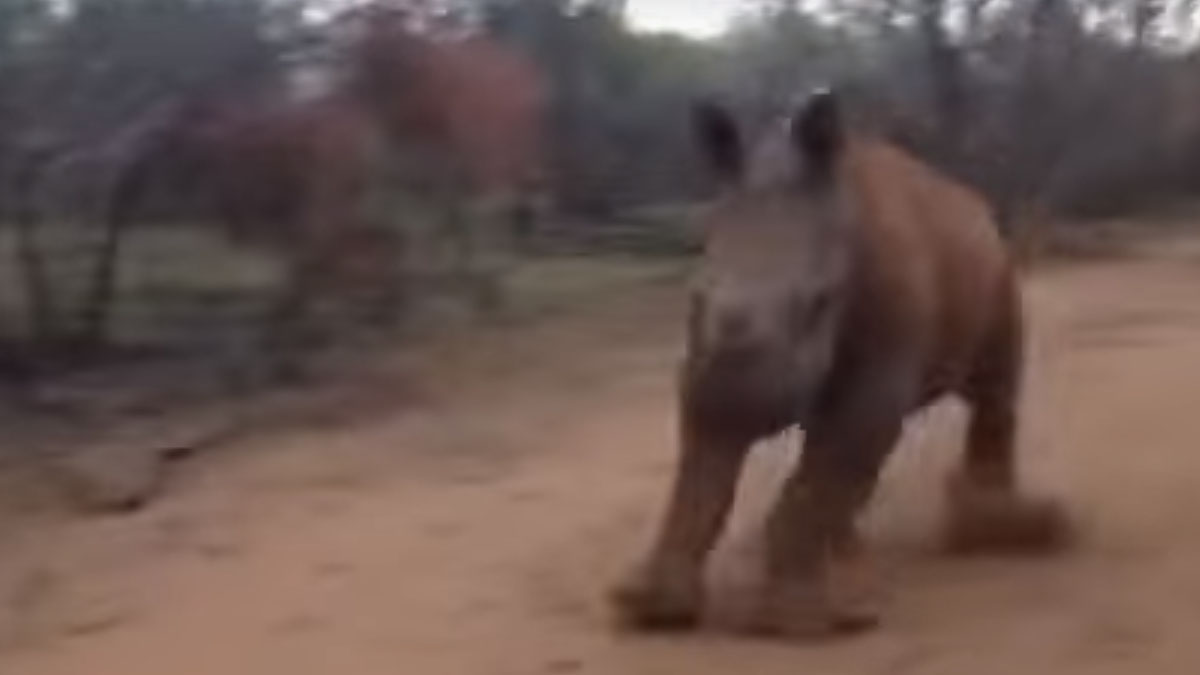 VIDEO Ova životinja se ponaša kao pravi pas, a zapravo je nešto sasvim drugo