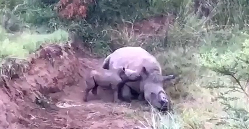 Krivolovci ubili rijetkog bijelog nosoroga zbog jednog centimetra roga