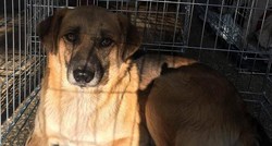 Zajedno možemo pomoći romskim psima iz Međimurja da osjete ljubav i sreću
