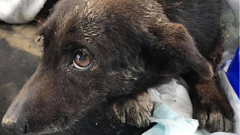 Prljavi i bolesni romski psi jedva su preživjeli mučenje. Pomozite im da se ne moraju vratiti