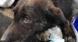 Prljavi i bolesni romski psi jedva su preživjeli mučenje. Pomozite im da se ne moraju vratiti