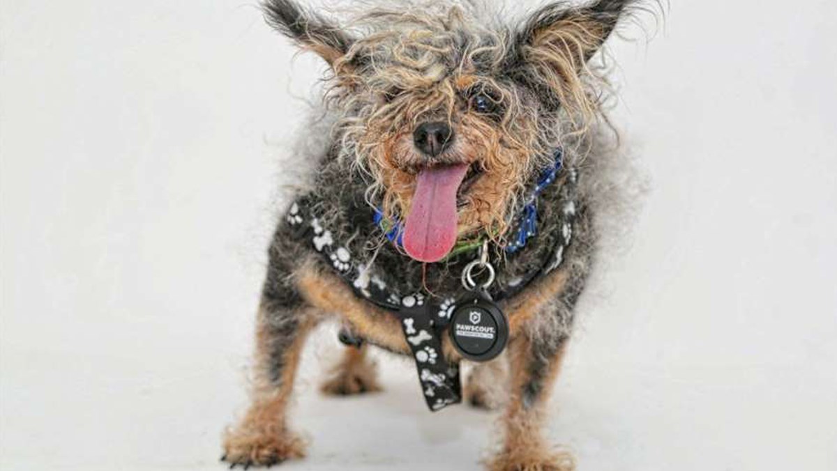 Upoznajte 9 pasa koji žele osvojiti titulu najružnijeg psa na svijetu