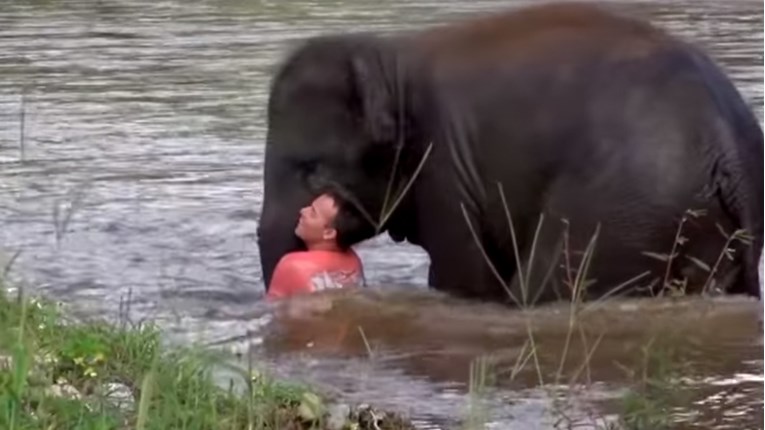 Ovaj slon je mislio da je njegov ljudski prijatelj u opasnosti