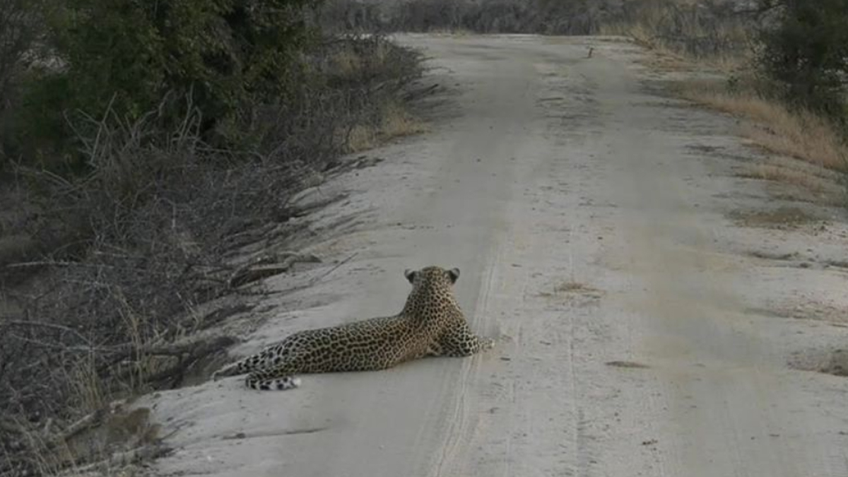 Upoznajte prekrasnu i divlju Afriku te budite dio virtualnog safarija