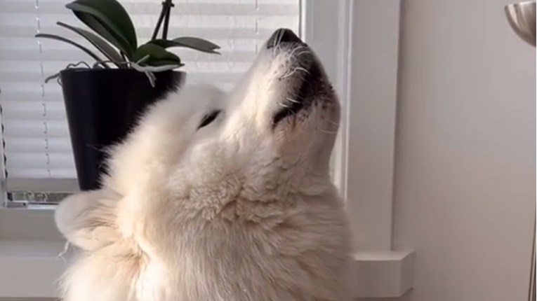 VIDEO Pseće karaoke su najzabavnije, a pogledajte kako to radi ovaj pas